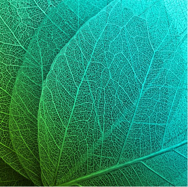 Phytochimie