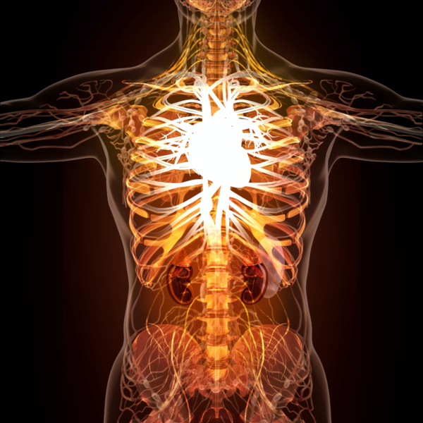 SYSTÈME CARDIOVASCULAIRE
